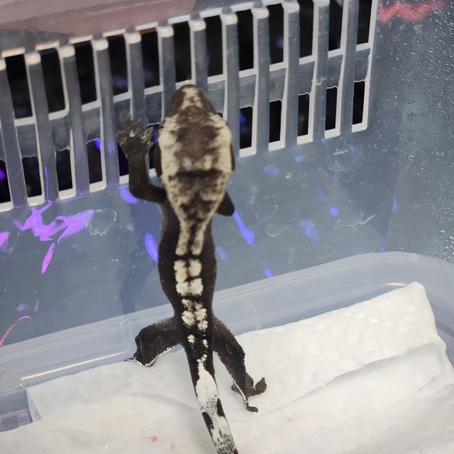 아잔틱