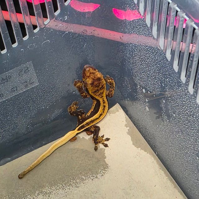 노멀 슈퍼스트라이프 엠티백