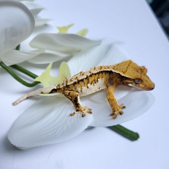 트라이 익스트림할리퀸