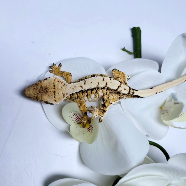 트라이 익스트림할리퀸