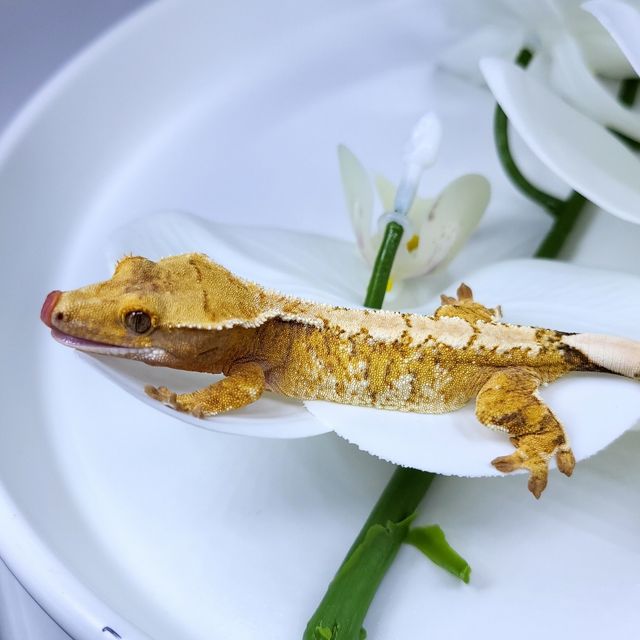 트라이 익스트림할리퀸