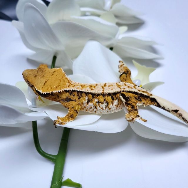 트라이 익스트림할리퀸
