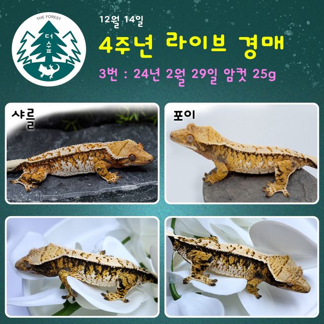 트라이 익스트림할리퀸