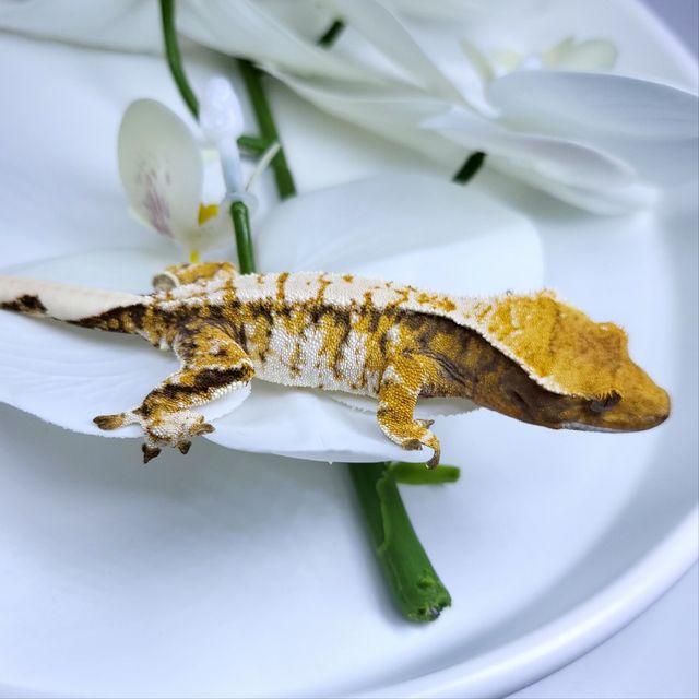 트라이 익스트림할리퀸