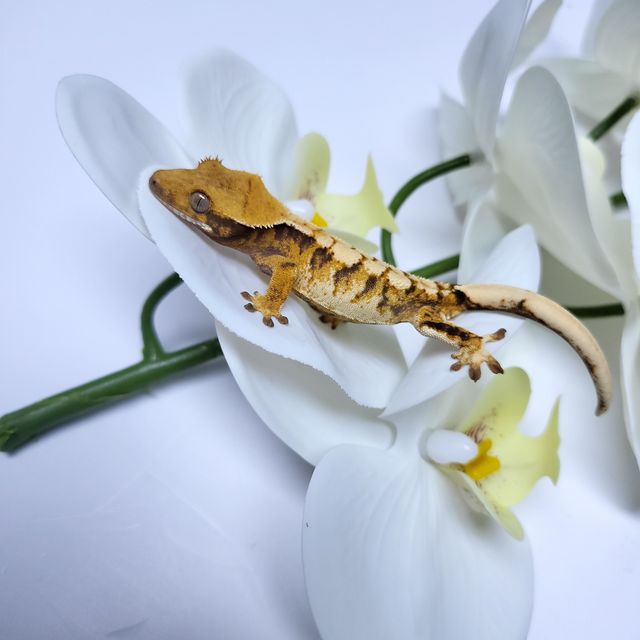 트라이 익스트림할리퀸