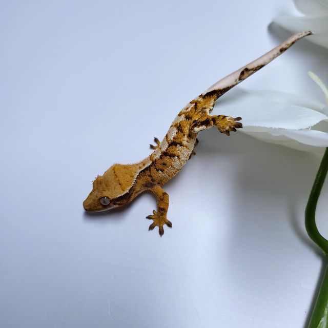 익스트림할리퀸
