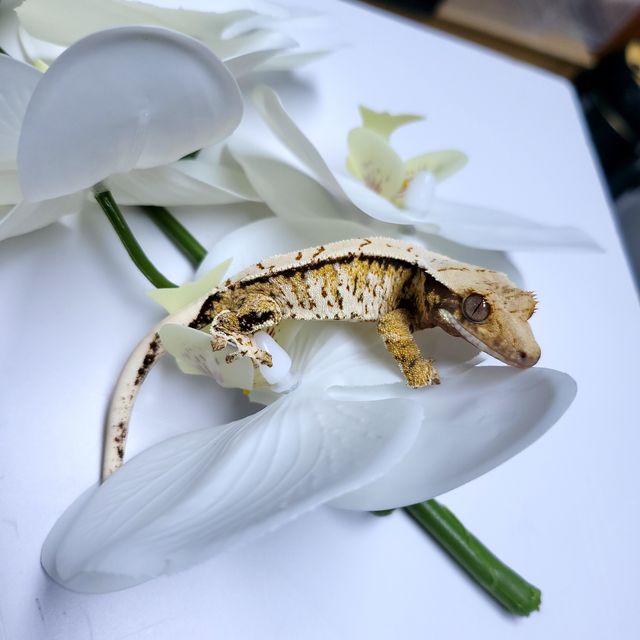 트라이 익스트림할리퀸