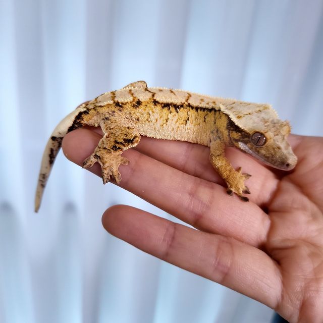 트라이 익스트림할리퀸
