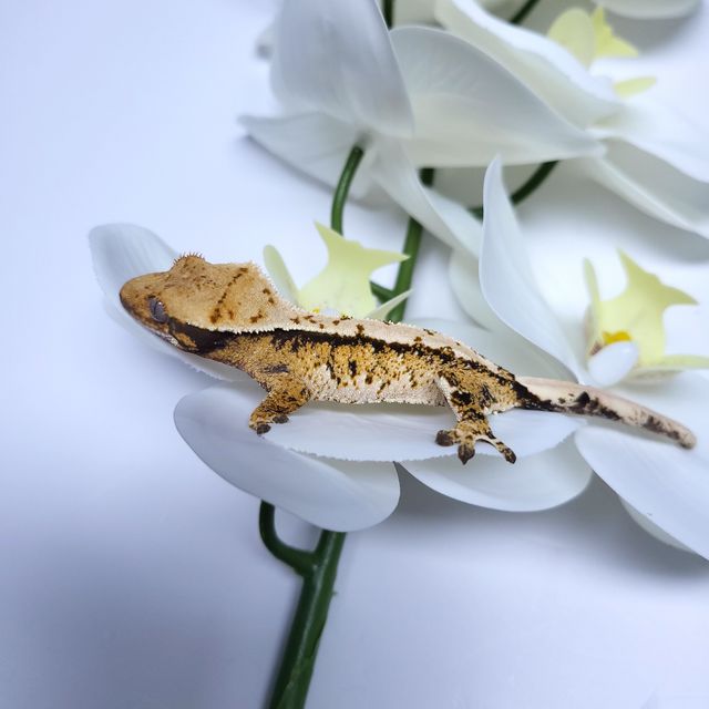 트라이 익스트림할리퀸