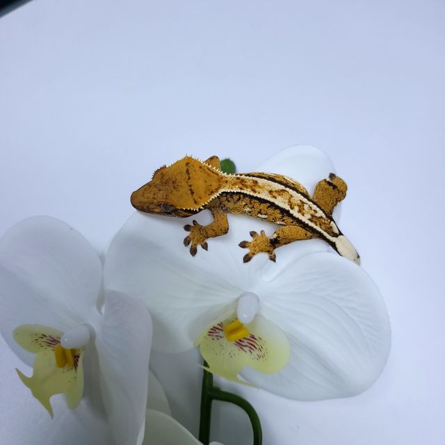 트라이