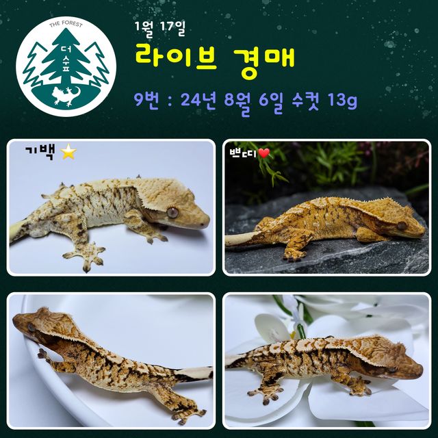 트라이 익스트림할리퀸