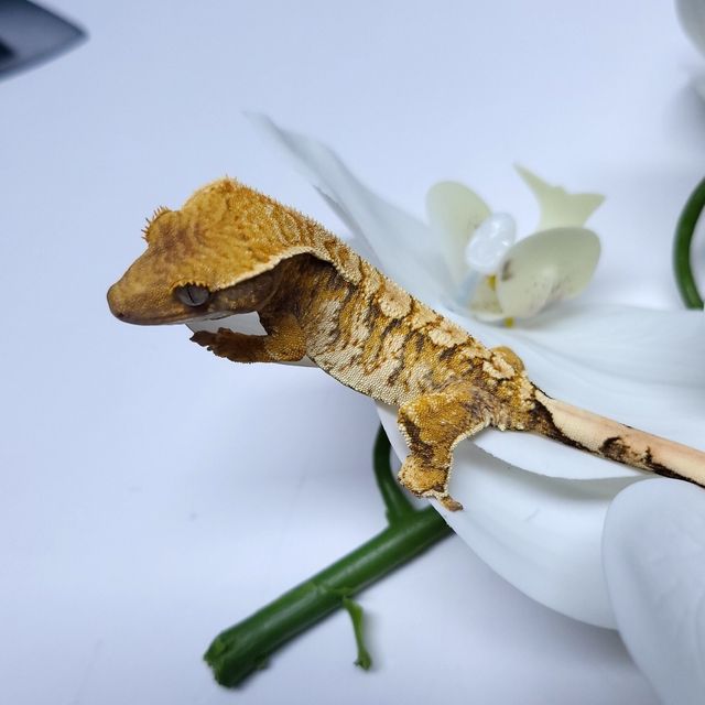 트라이 익스트림할리퀸