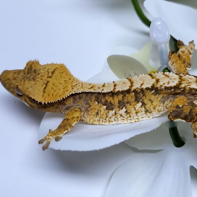 트라이