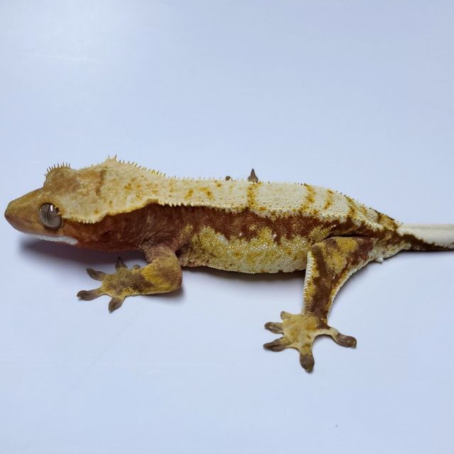 트라이
