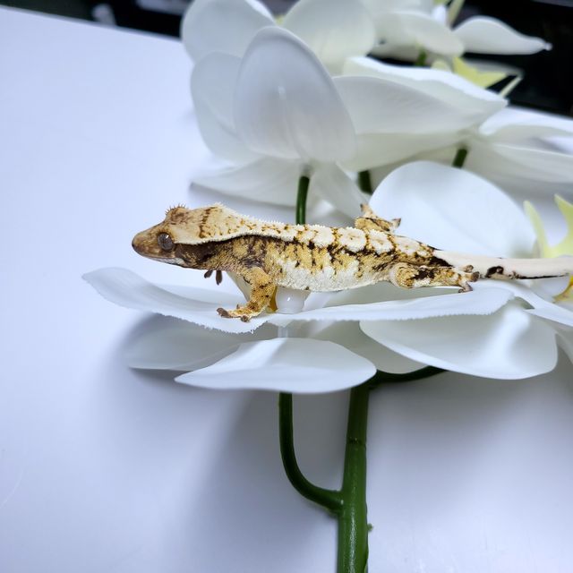 트라이 익스트림할리퀸