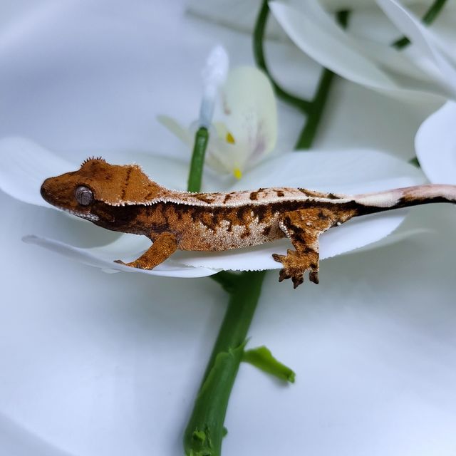 트라이 세이블