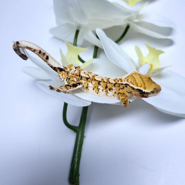 트라이