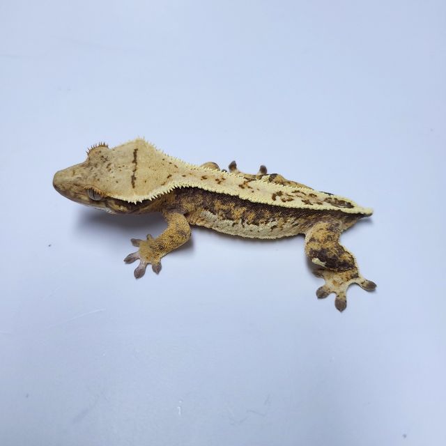 트라이