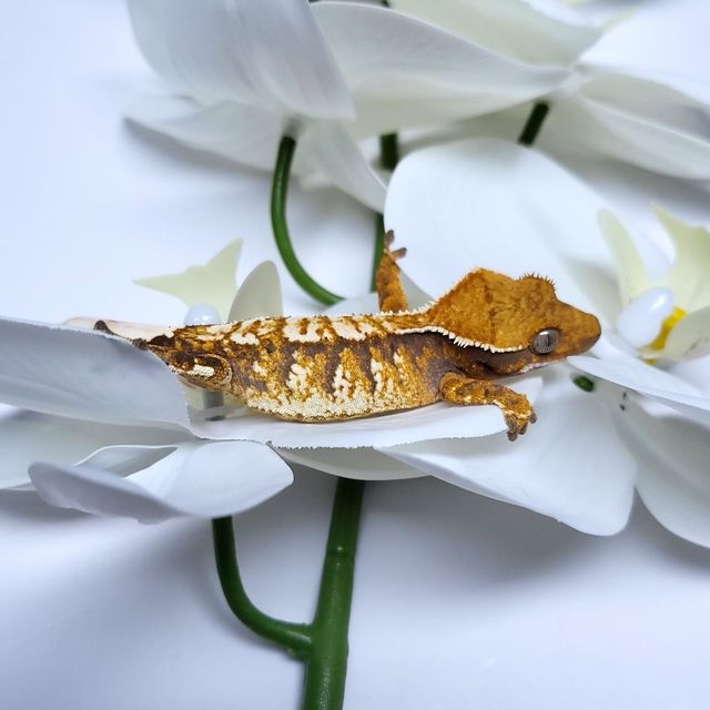 트라이 익스트림할리퀸