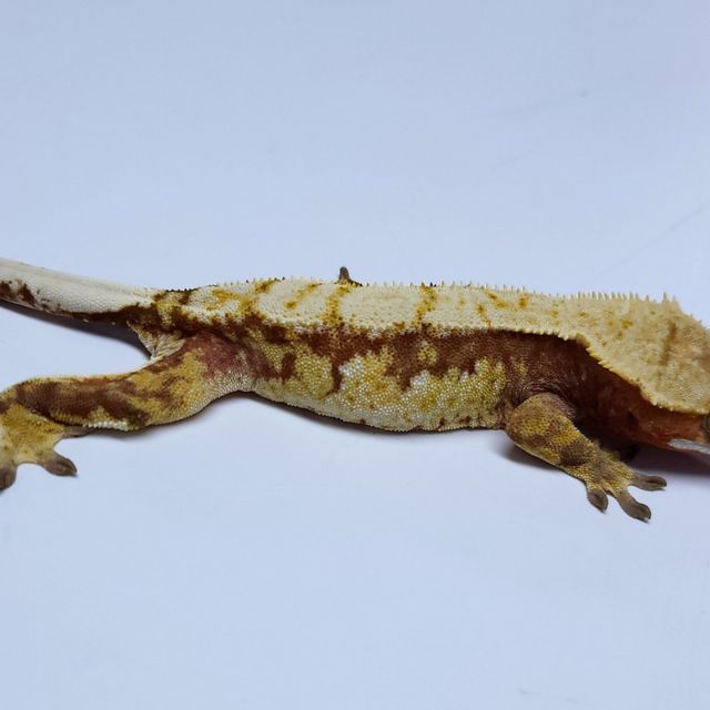 트라이
