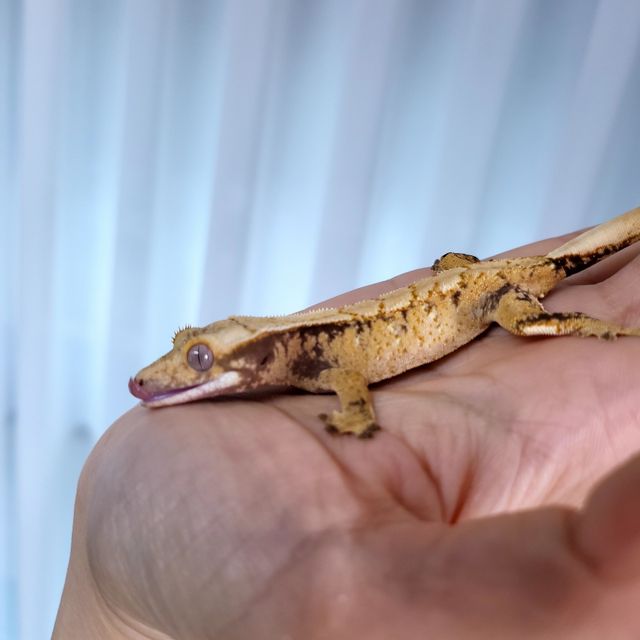 익스트림할리퀸