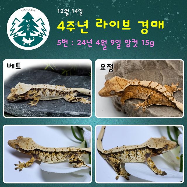 트라이 익스트림할리퀸