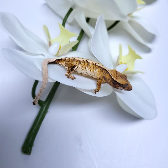 트라이 익스트림할리퀸