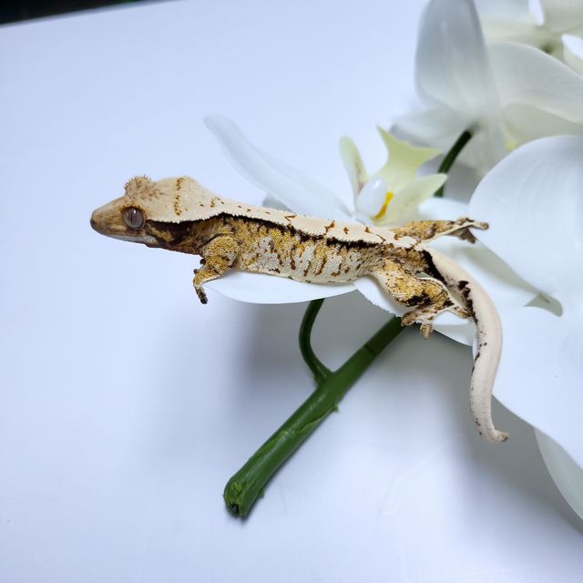 트라이 익스트림할리퀸
