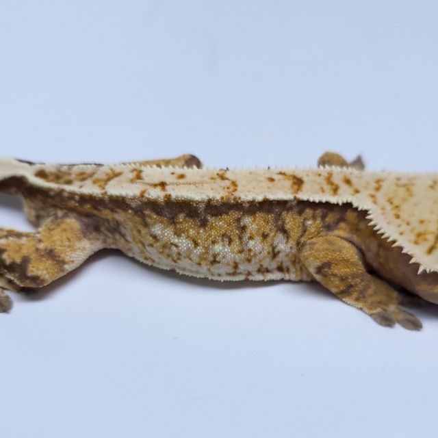 트라이