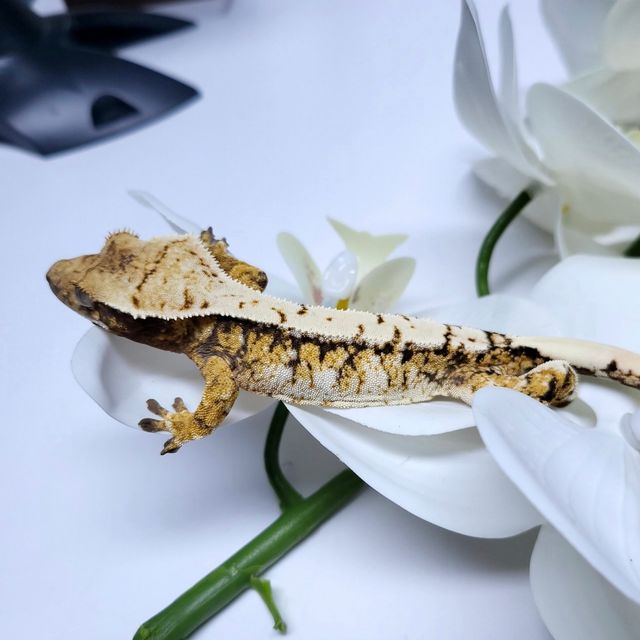 트라이 익스트림할리퀸