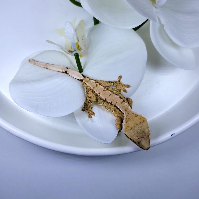 트라이 익스트림할리퀸