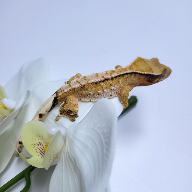 트라이 익스트림할리퀸