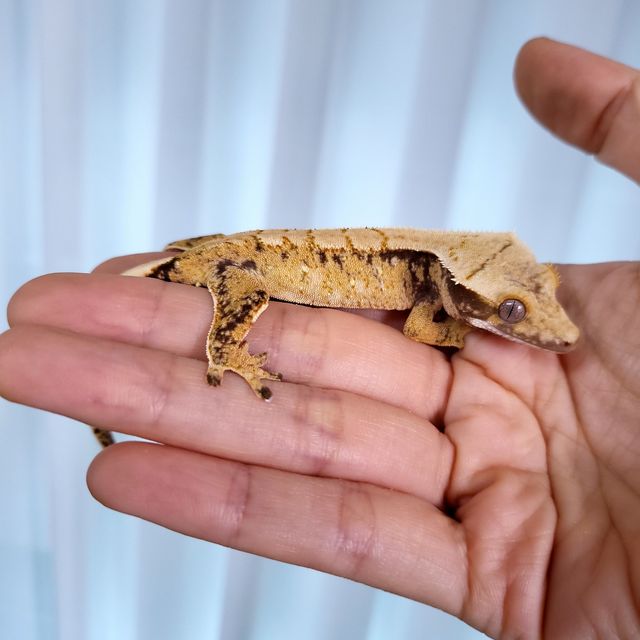 익스트림할리퀸