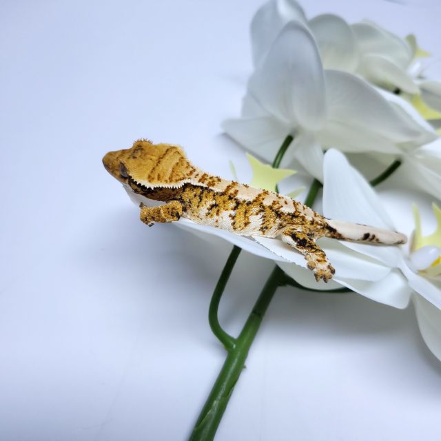 트라이
