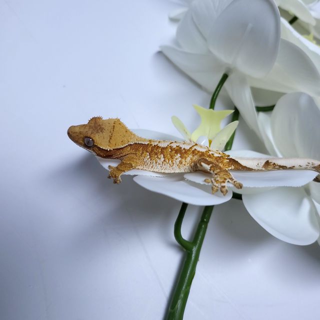레드 트라이 익스트림할리퀸