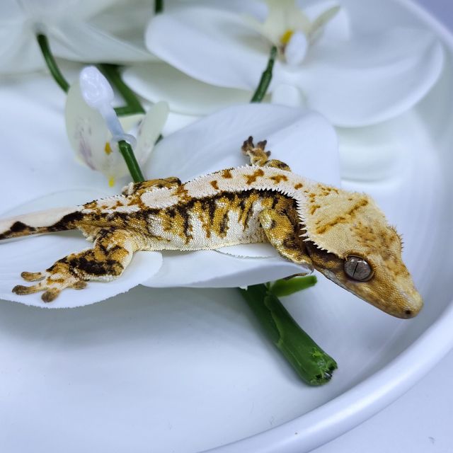 트라이 익스트림할리퀸
