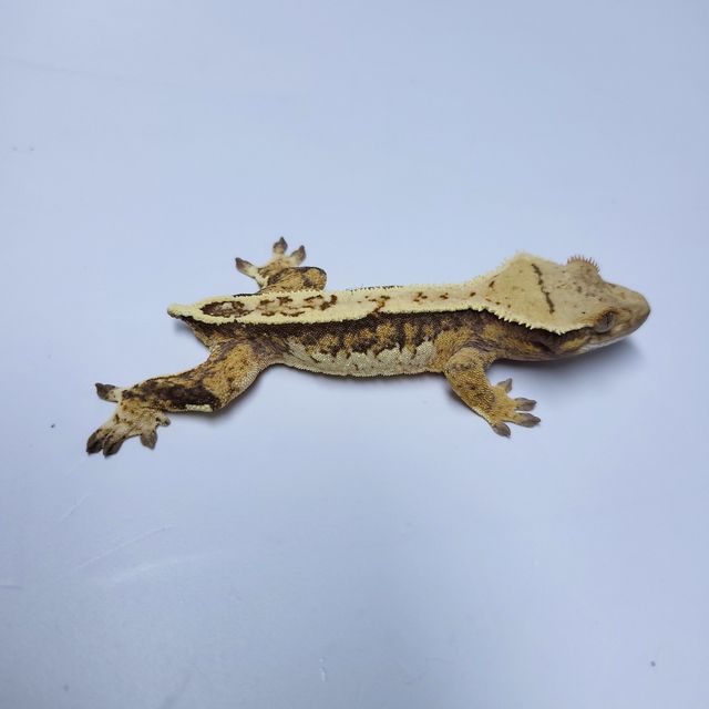 트라이