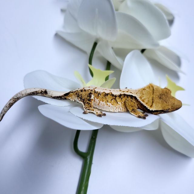 트라이 익스트림할리퀸
