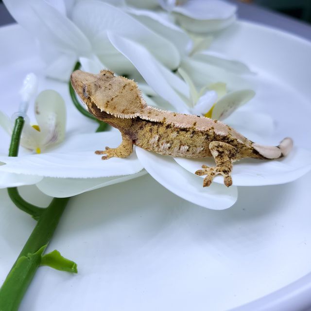 트라이 익스트림할리퀸