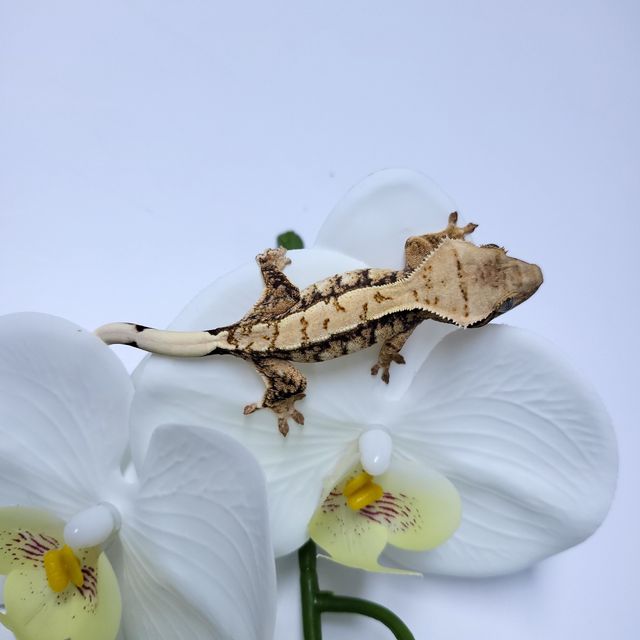 트라이 익스트림할리퀸