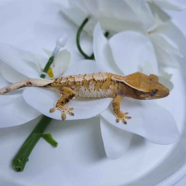 트라이 익스트림할리퀸