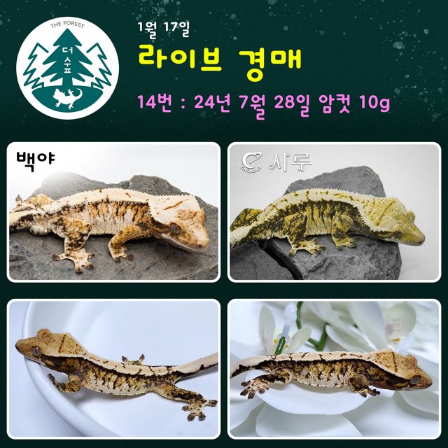 트라이 익스트림할리퀸