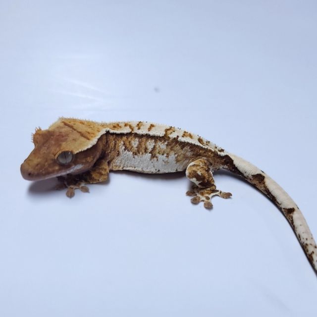 트라이 익스트림할리퀸