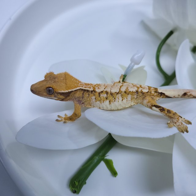 트라이 익스트림할리퀸