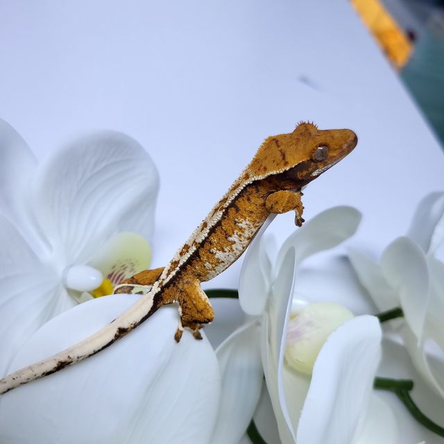 트라이 익스트림할리퀸