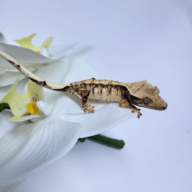 트라이 익스트림할리퀸