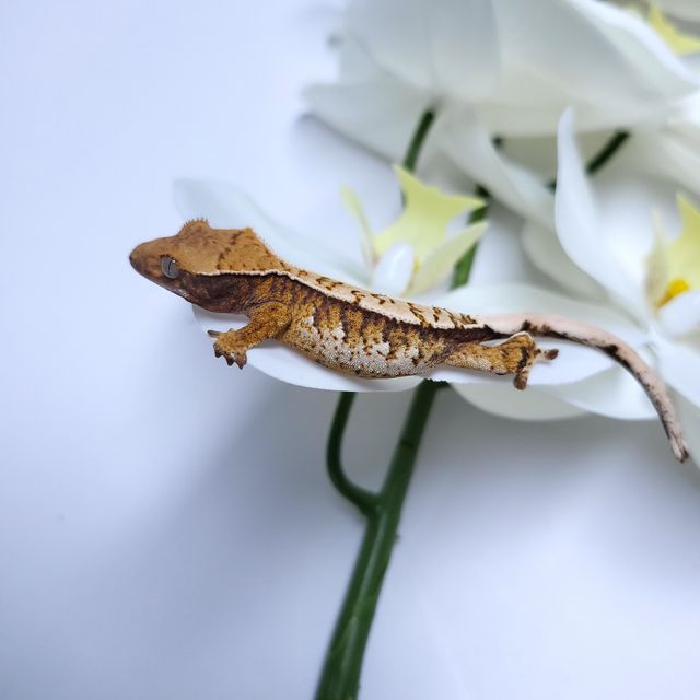 트라이 익스트림할리퀸
