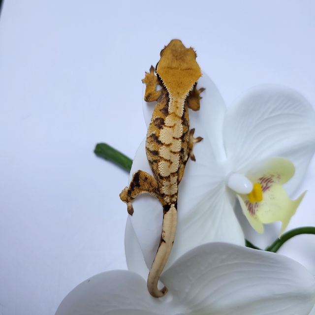 트라이 익스트림할리퀸