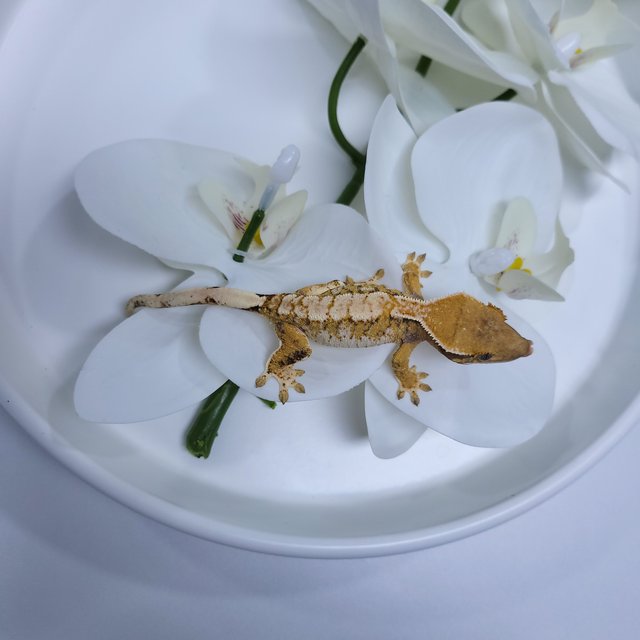 트라이 익스트림할리퀸