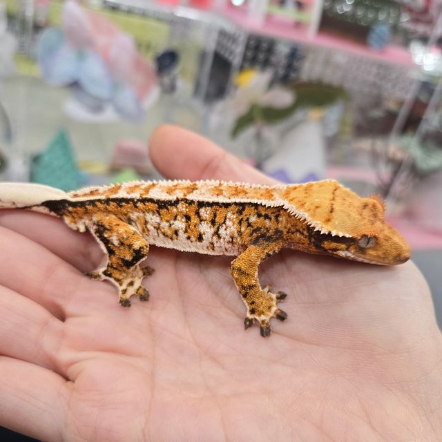 트라이 익스트림할리퀸